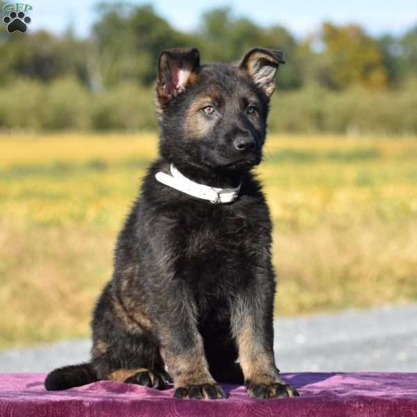 Ozzie, German Shepherd Puppy